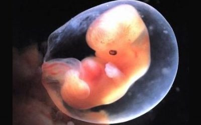 ¿Cuándo empieza a latir el corazón de un embrión?