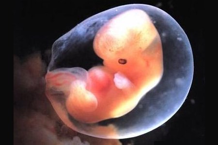 ¿Cuándo empieza a latir el corazón de un embrión?